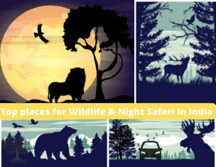 Top places for Wildlife & Night Safari In India