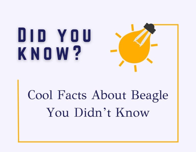 Cool Facts About Beagle You Didn’t Know