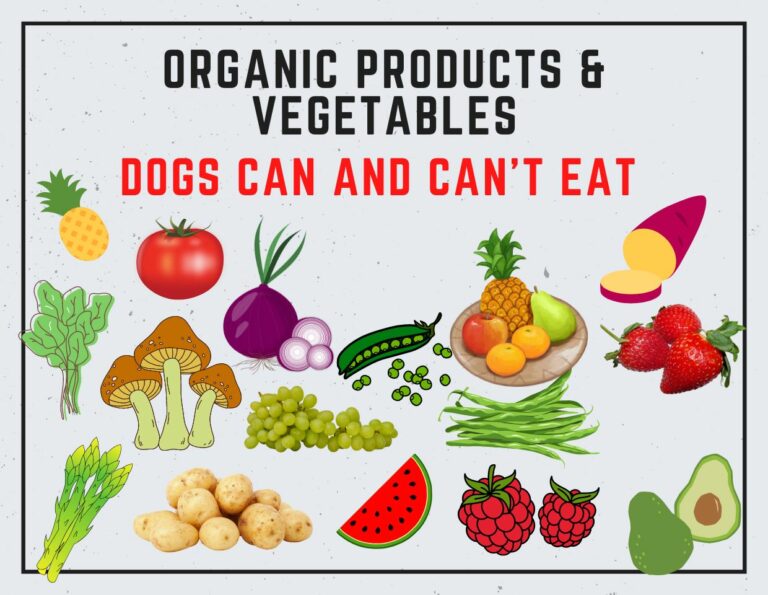 Organic Products & Vegetables Dogs Can and Can’t Eat